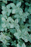 a close up of a plant with green leaves