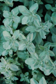 a close up of a plant with green leaves