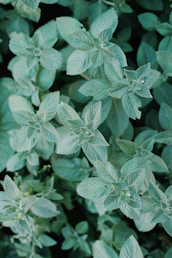 a close up of a plant with green leaves