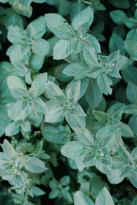 a close up of a plant with green leaves