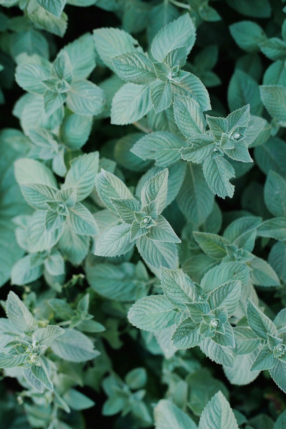 a close up of a plant with green leaves