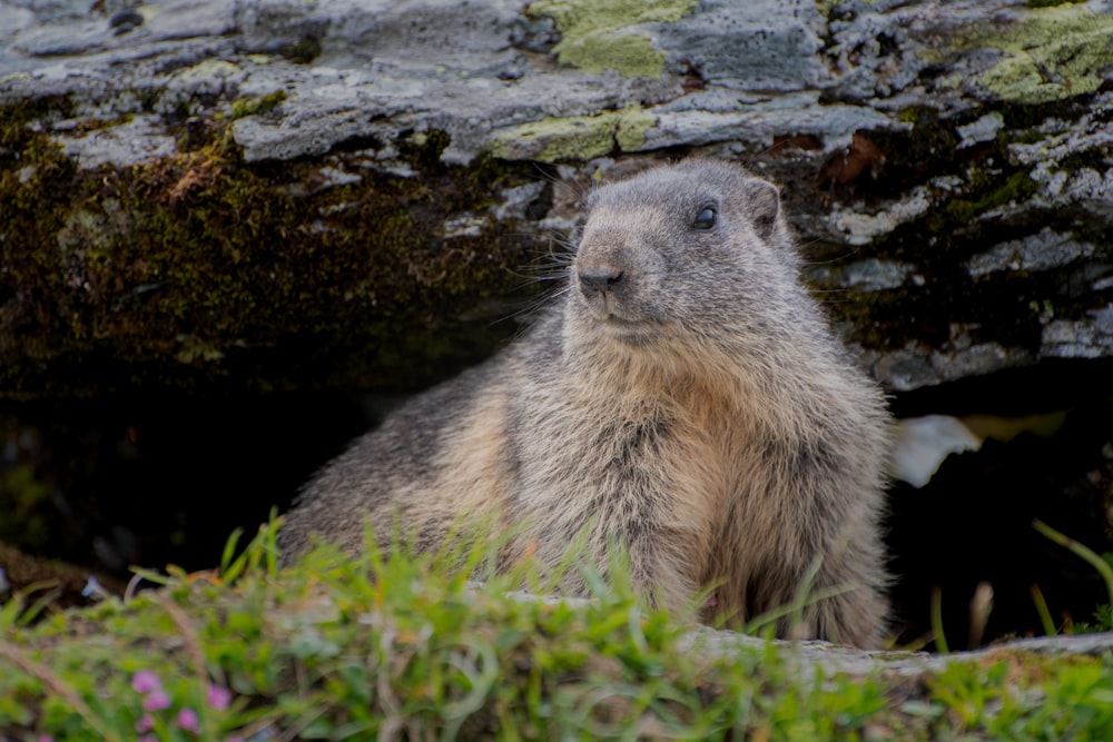 brown rodent on green moss