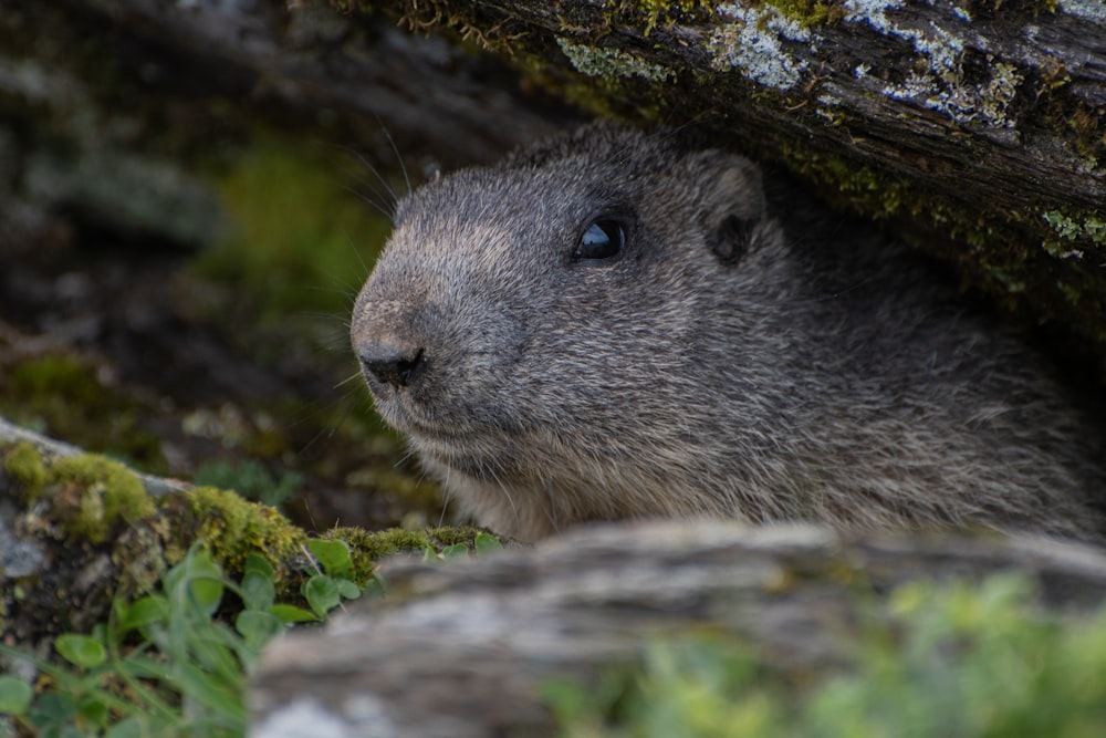 gray rodent on green moss