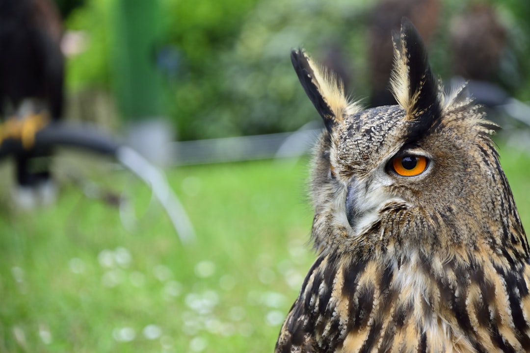 brown and black owl on green grass during daytime