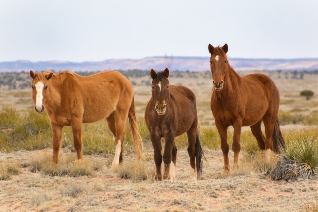 brown horse on brown grass field during daytime