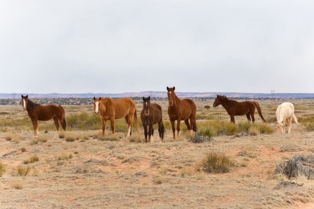 brown horses on brown field during daytime