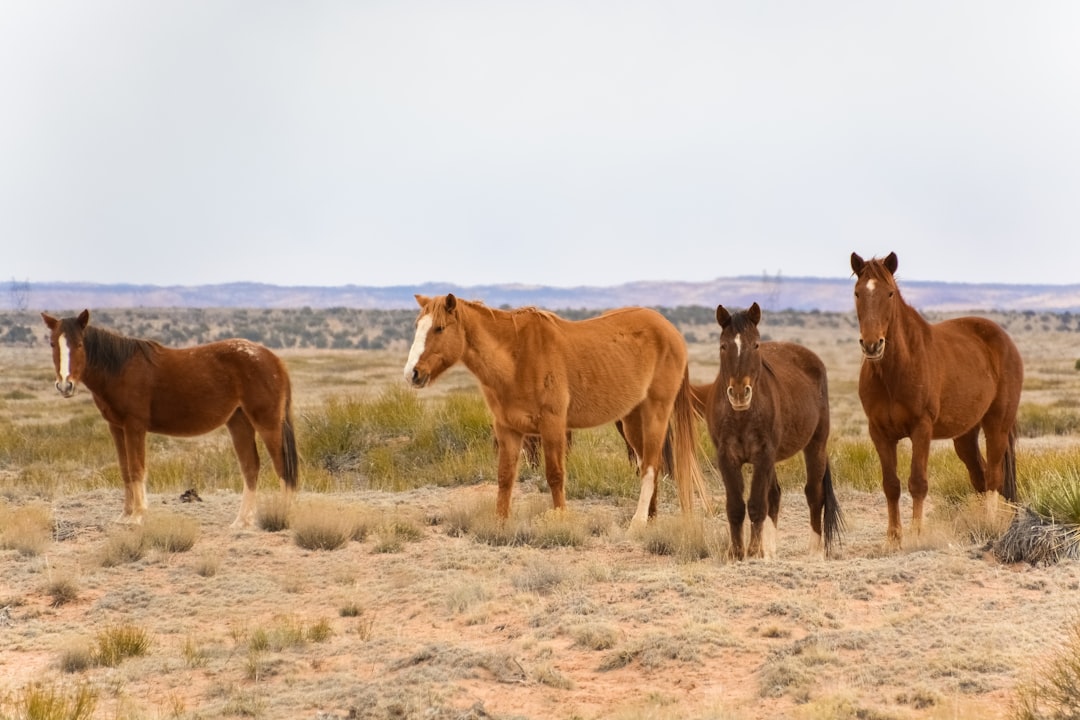 brown and white horses on brown field during daytime