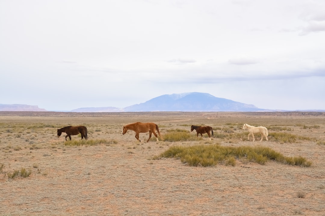 herd of horses on brown field during daytime