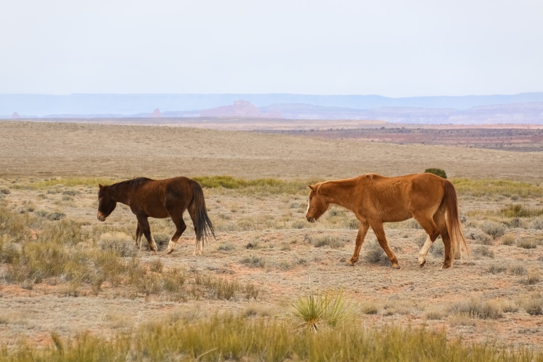 brown horse on brown grass field during daytime