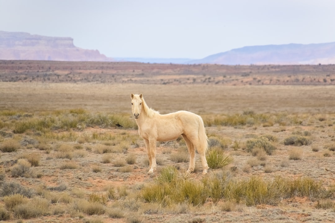 white horse on brown grass field during daytime