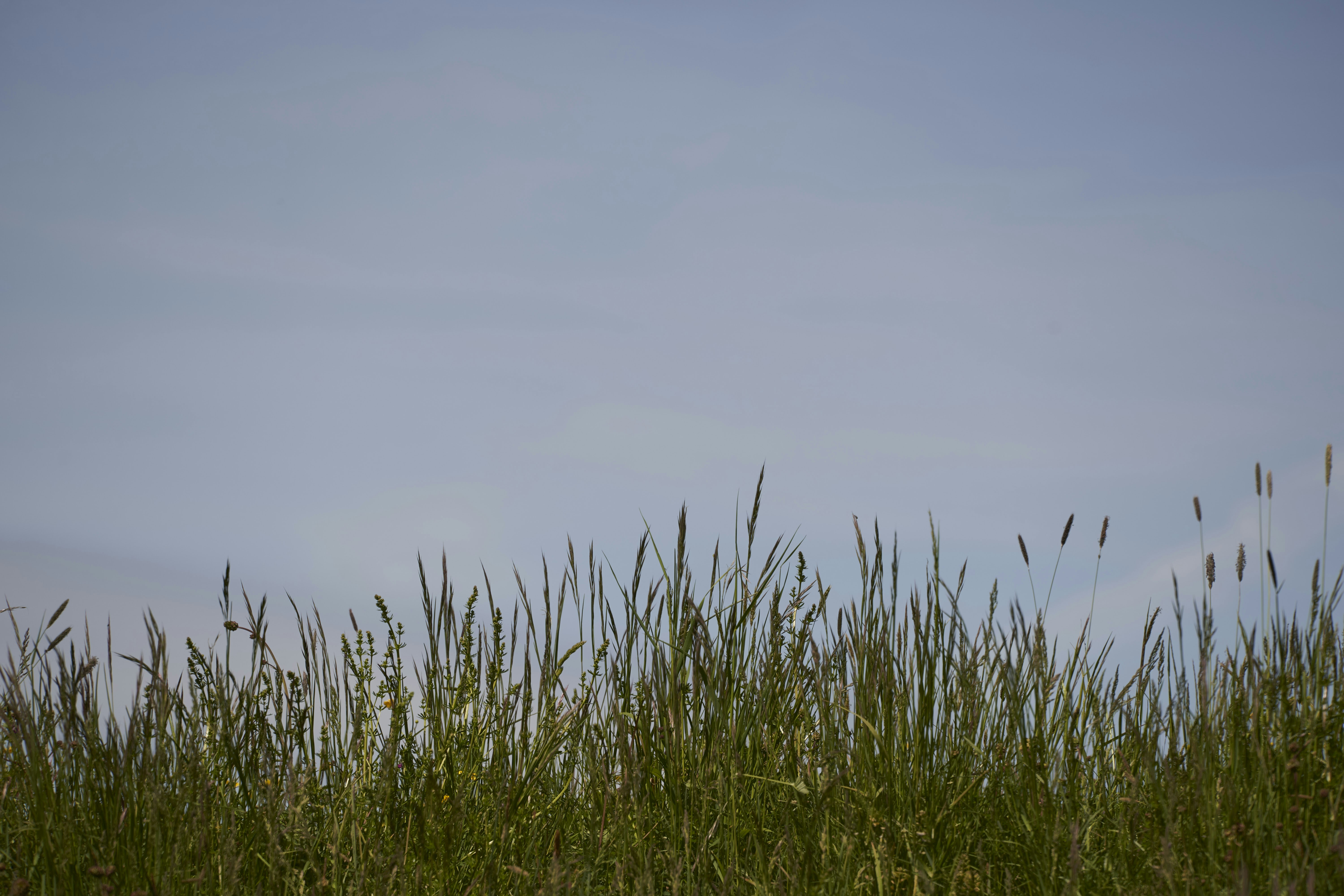 Photo by wolfgang_hasselmann