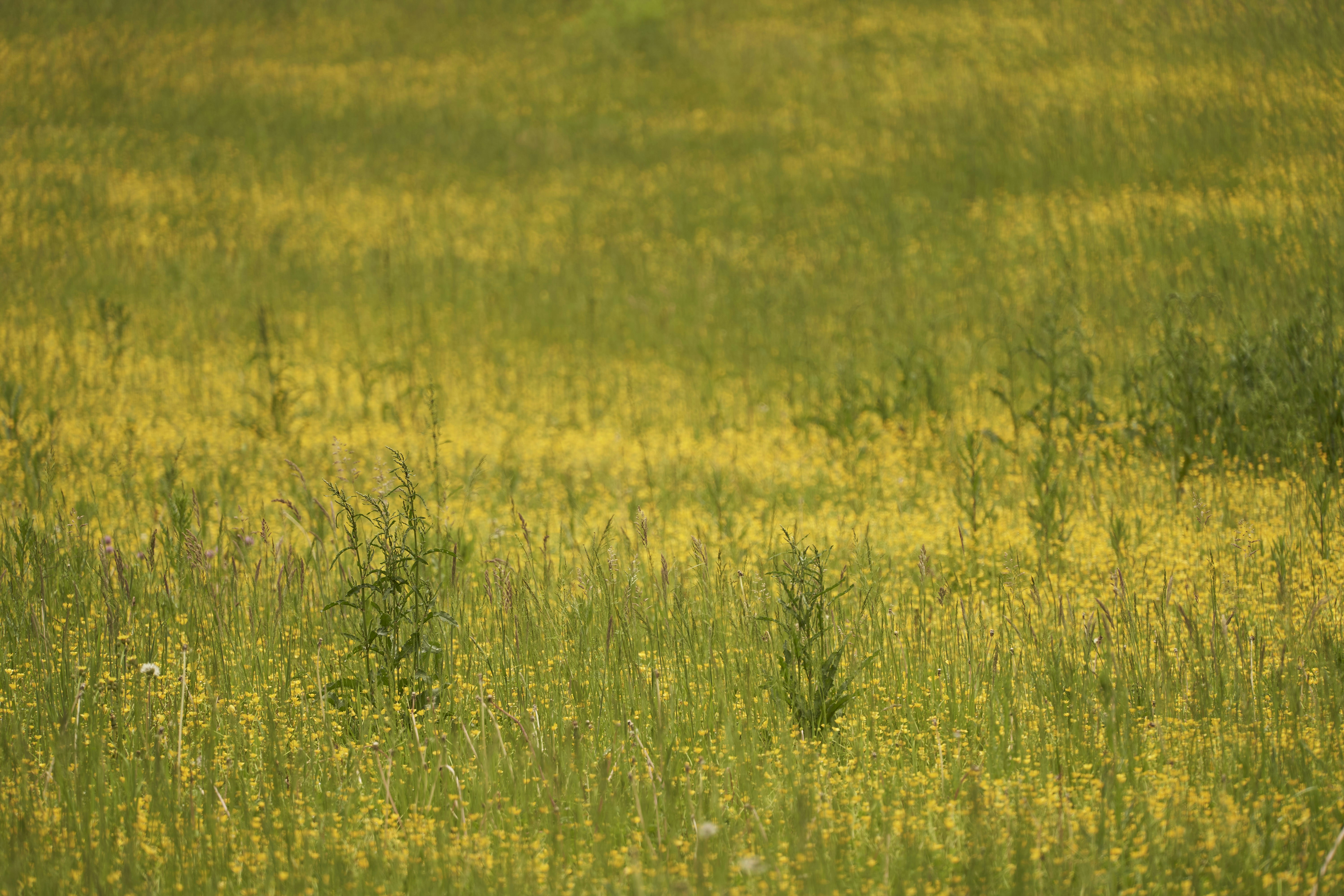 Photo by wolfgang_hasselmann