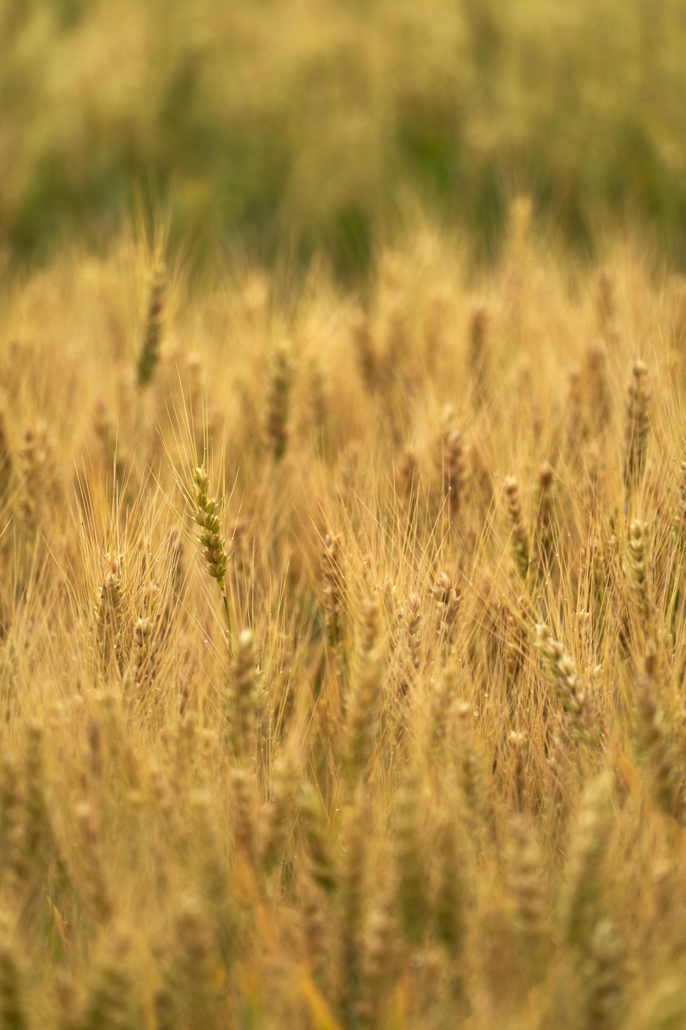 a field full of tall grass with a bird in the middle of it