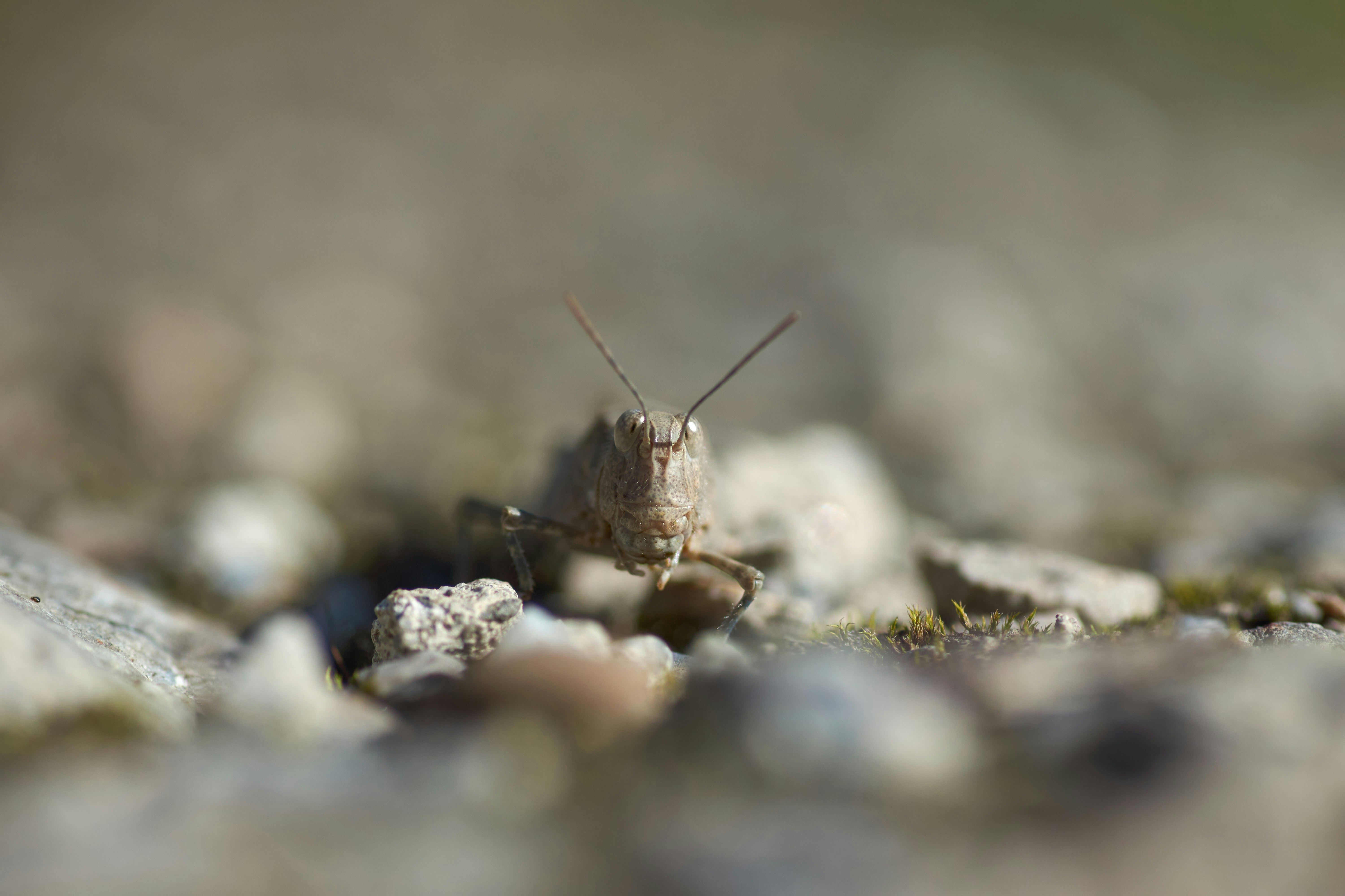 brown butterfly on gray rock