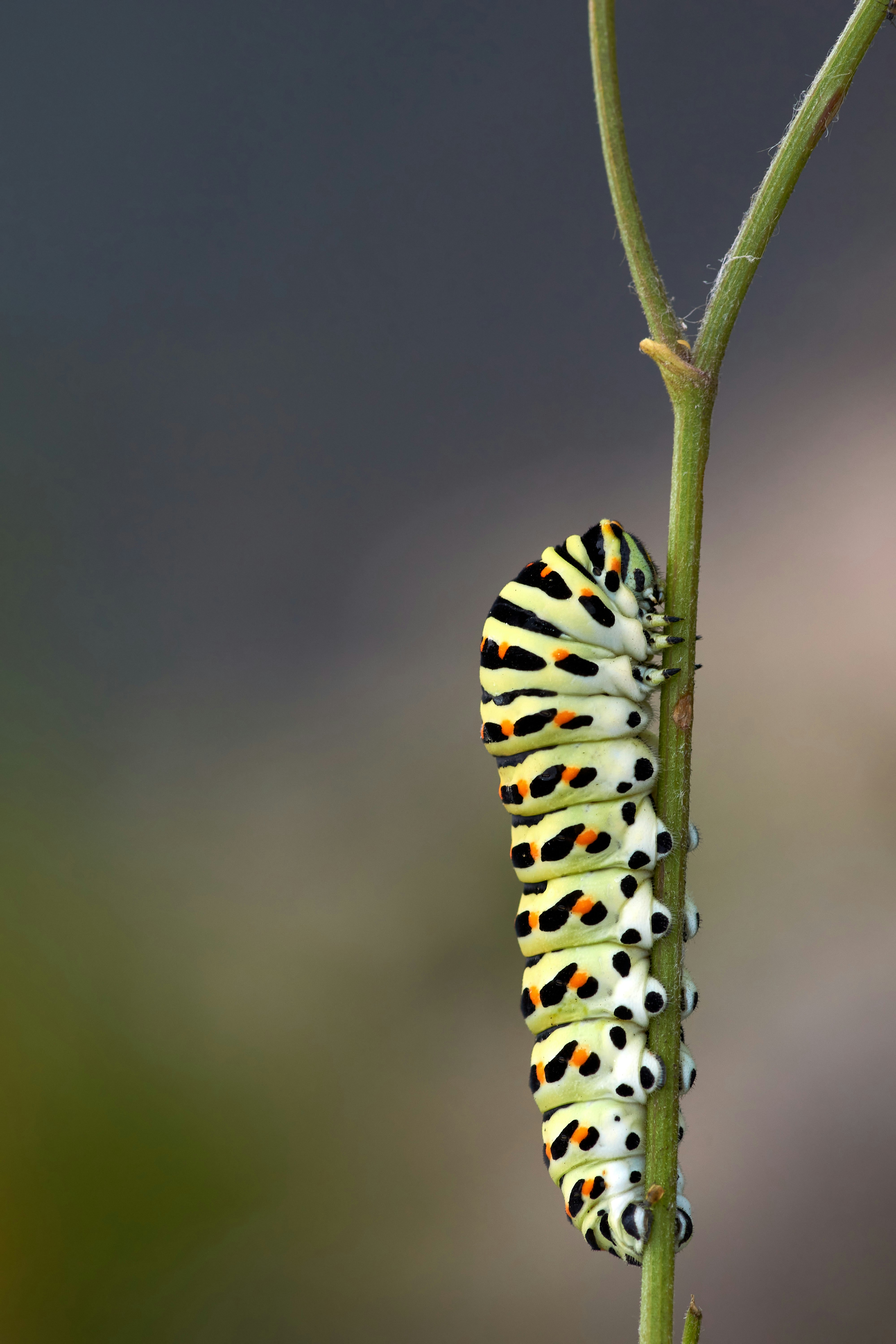 Photo by wolfgang_hasselmann