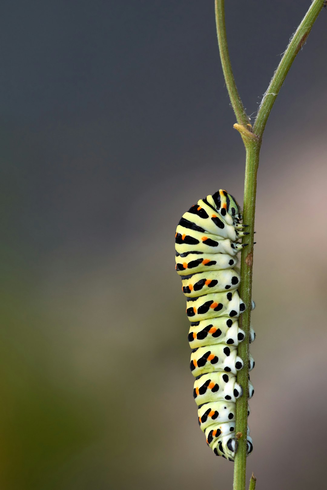 black and yellow caterpillar on green stem