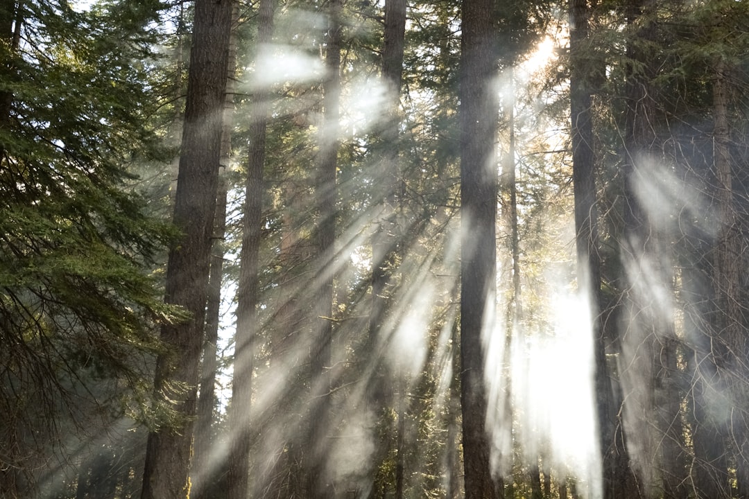 green trees with sun rays