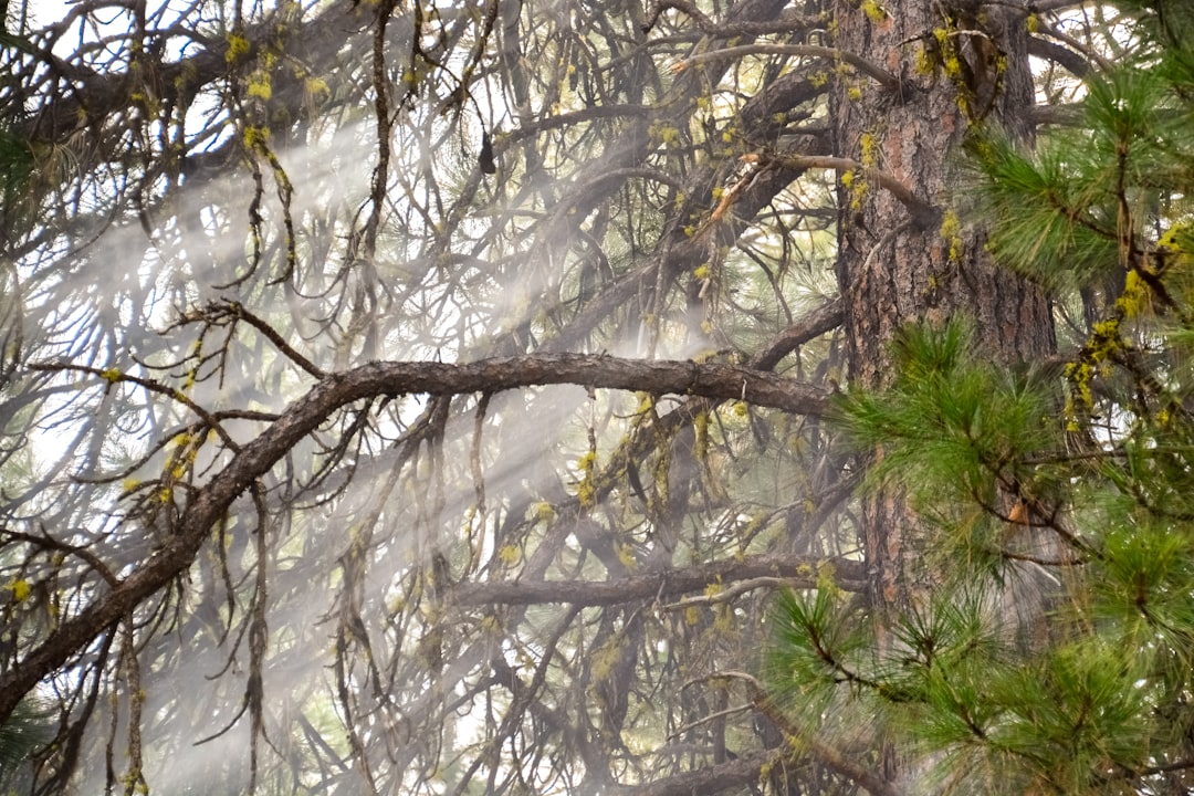 green trees under white sky during daytime