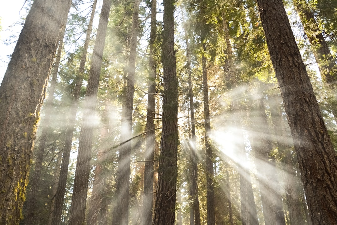 sun rays coming through trees