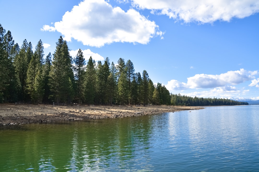 green trees beside river under blue sky and white clouds during daytime