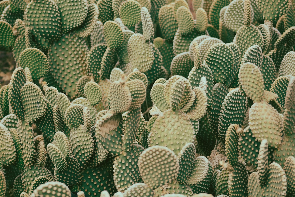 green cactus plant in close up photography