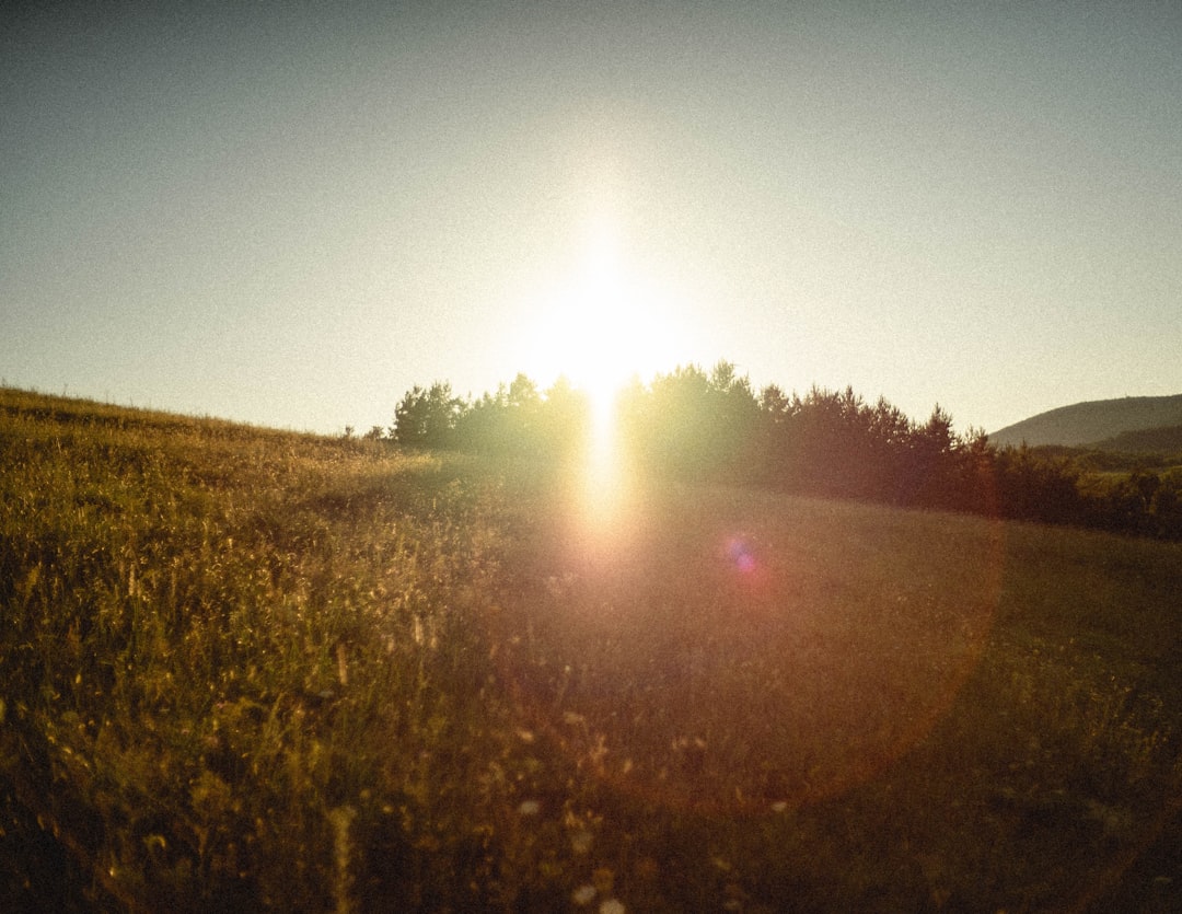 green grass field during daytime