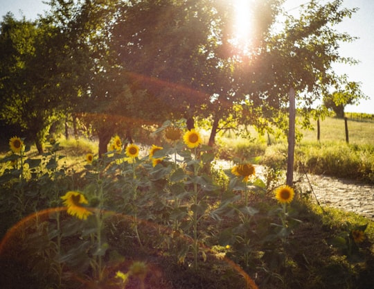 green and yellow plants during daytime in Eger Hungary