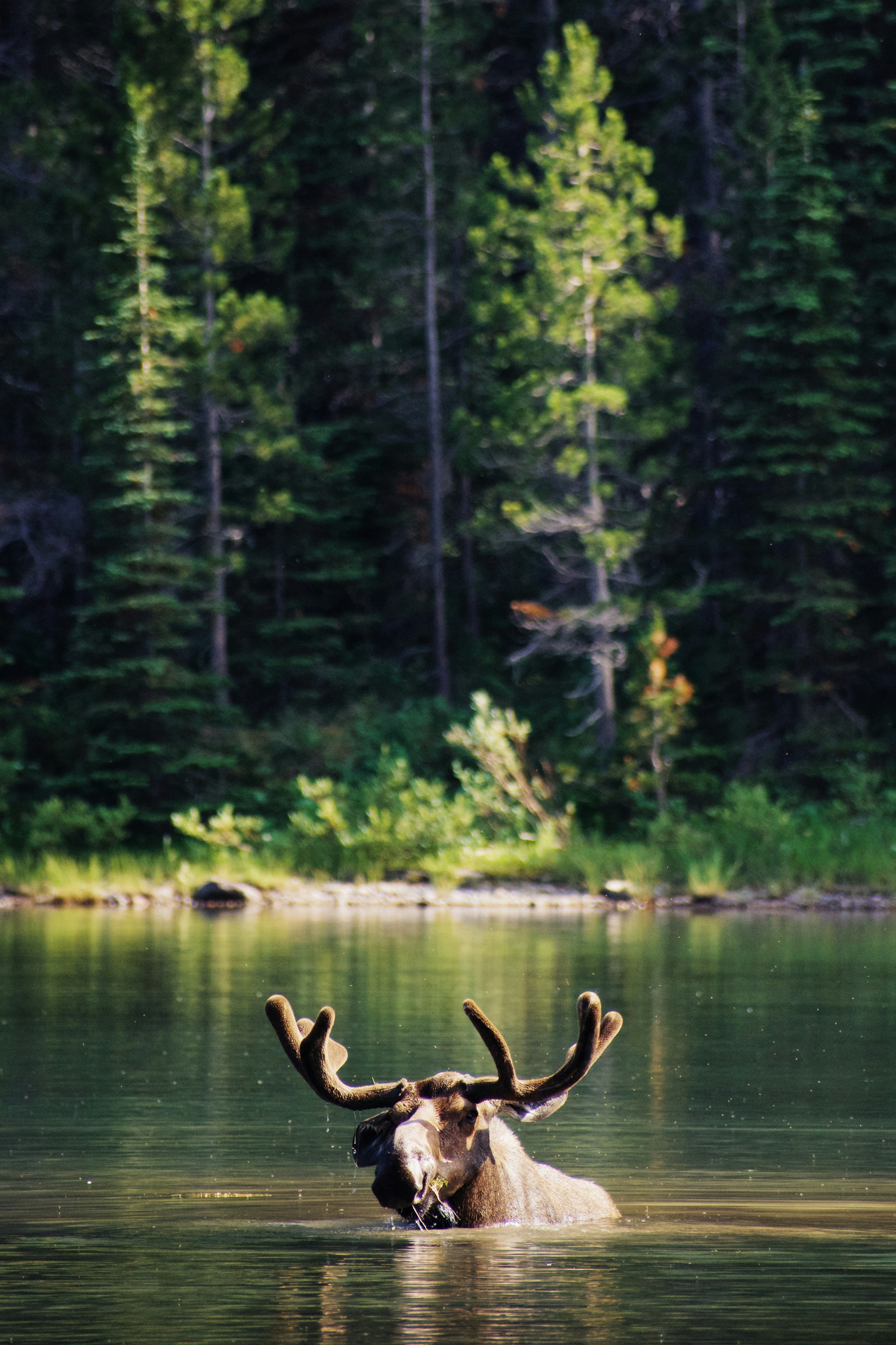 Anatra marrone sul lago durante il giorno
