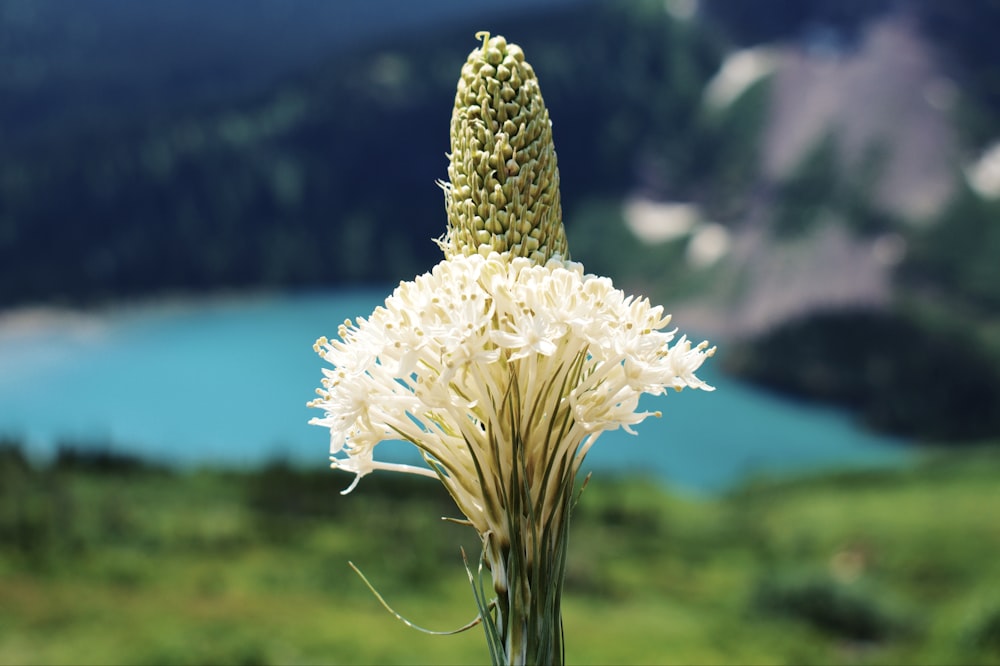 white flower in tilt shift lens