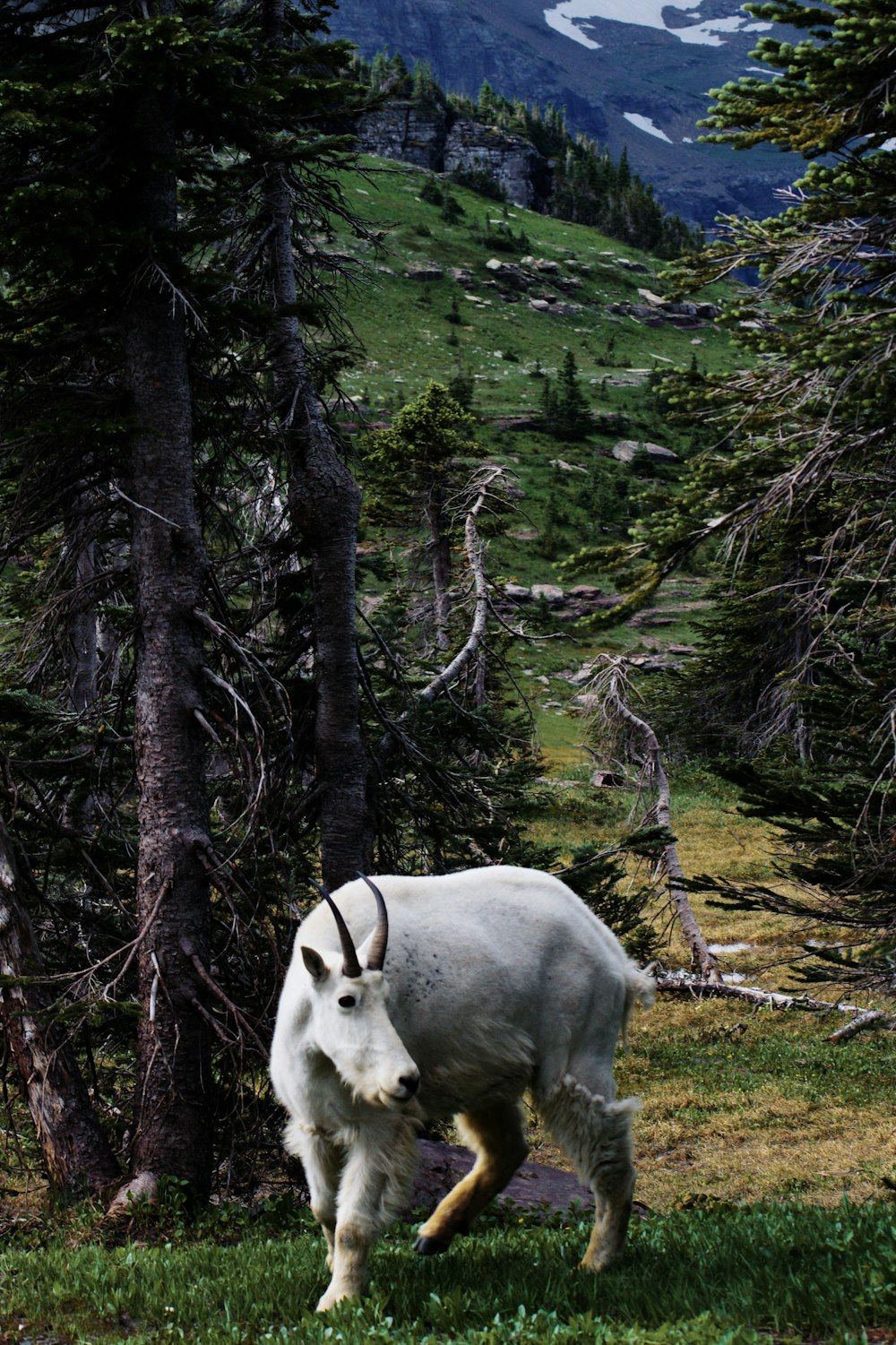 white cow on green grass field