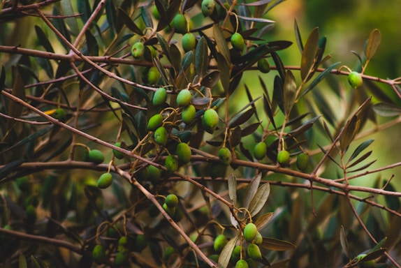 Branches of an olive tree are laden with small, green olives, surrounded by elongated, dark green leaves in a natural setting.