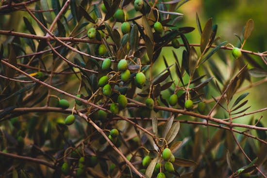 Branches of an olive tree are laden with small, green olives, surrounded by elongated, dark green leaves in a natural setting.