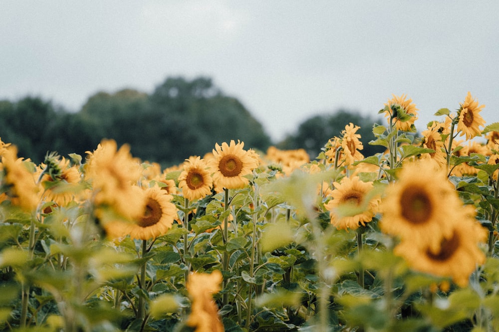 yellow flowers under white sky during daytime