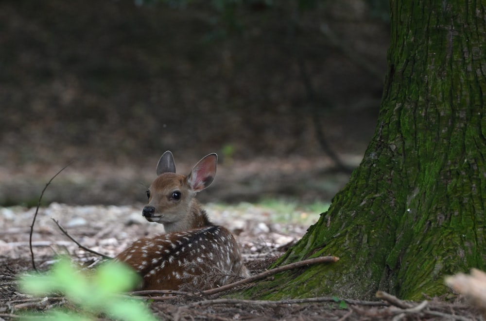 brown and white deer on brown tree