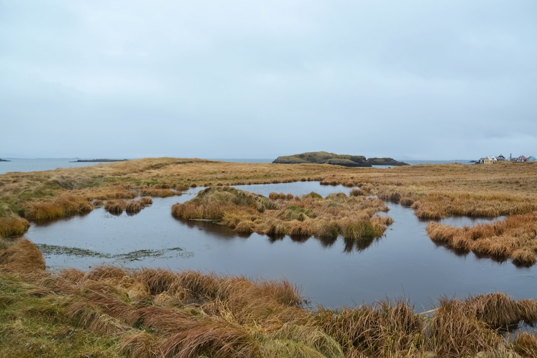 brown grass field near lake under white sky during daytime