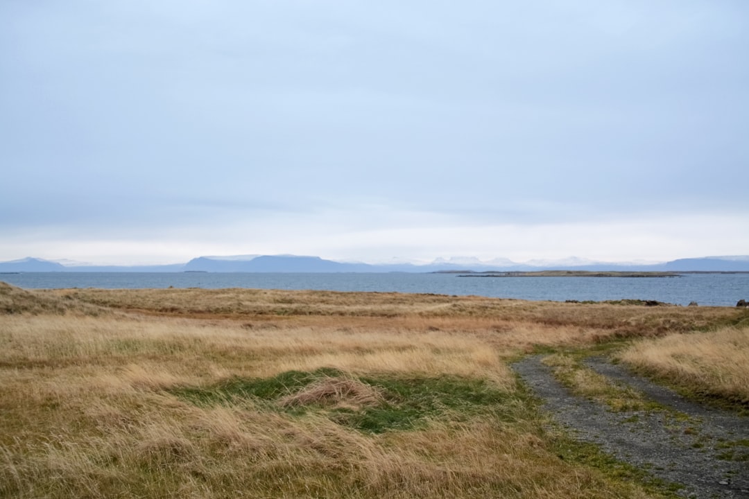 brown grass field near body of water during daytime