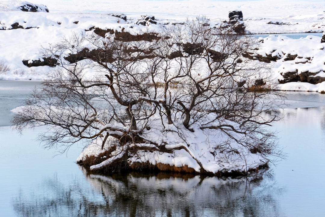 brown bare tree on snow covered ground near body of water during daytime