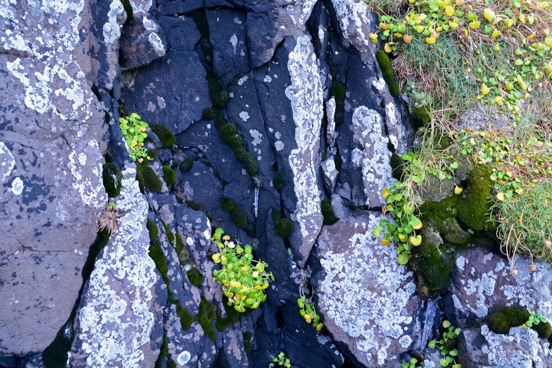 green moss on gray rock