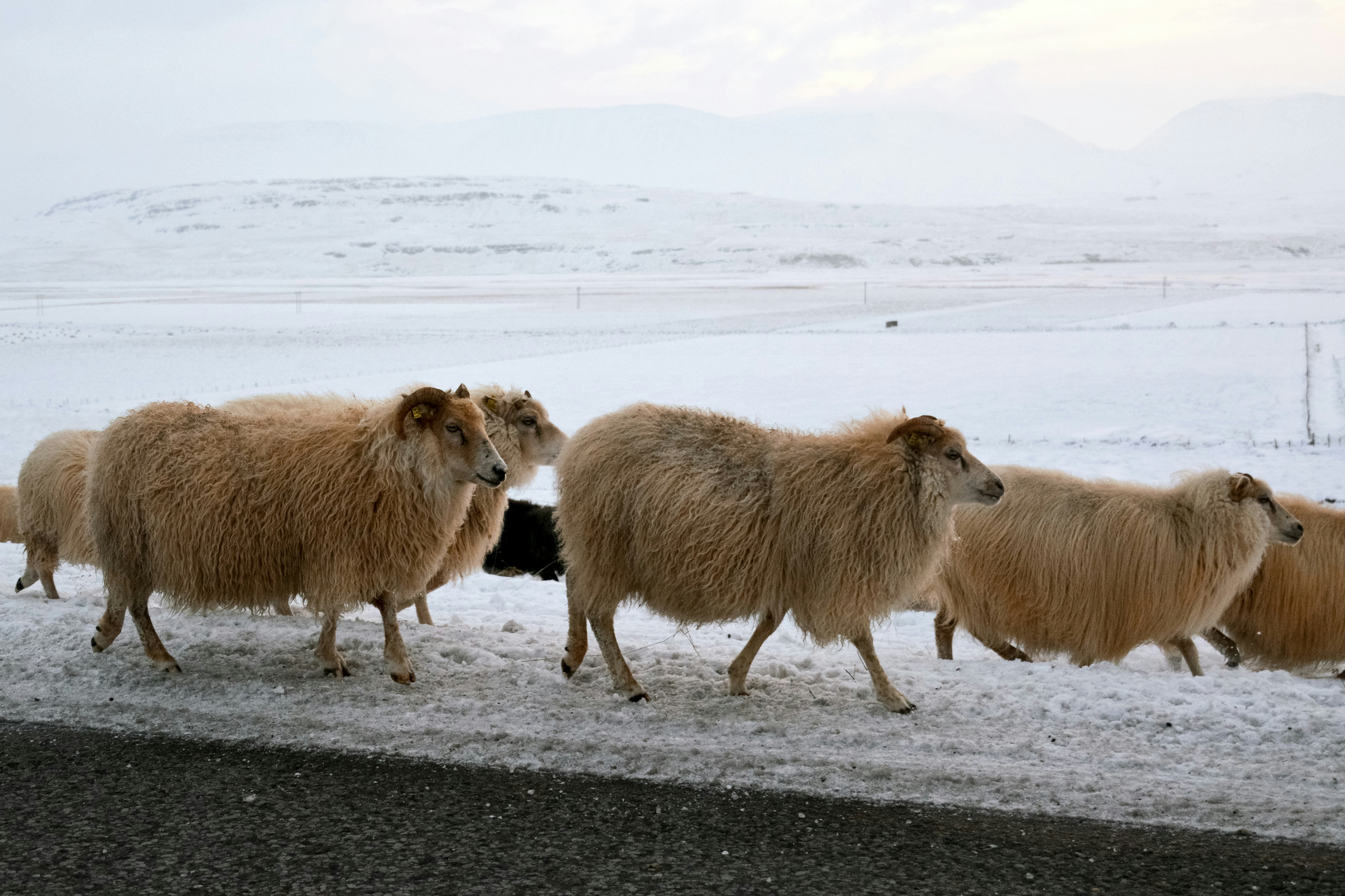 white sheep on gray sand during daytime