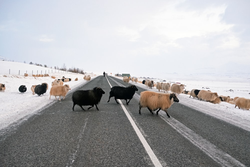 herd of cow on road during daytime