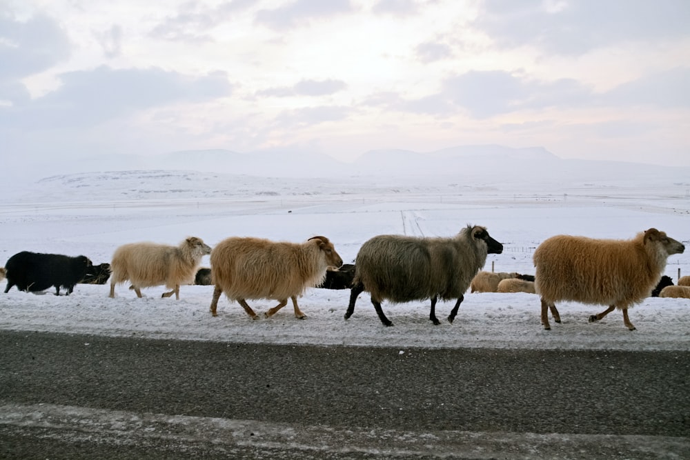 herd of sheep on gray concrete road under white clouds and blue sky during daytime