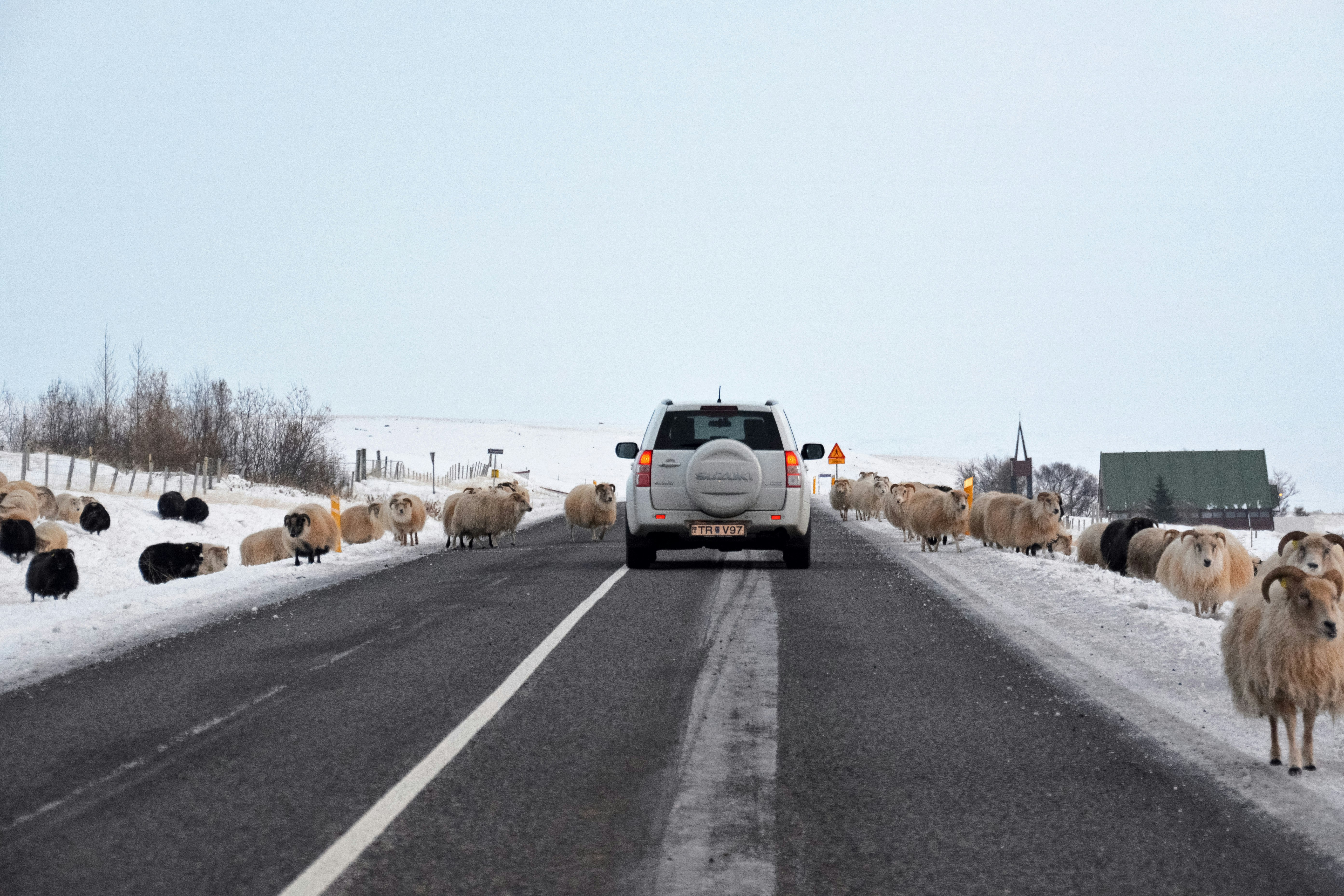 white car on road during daytime