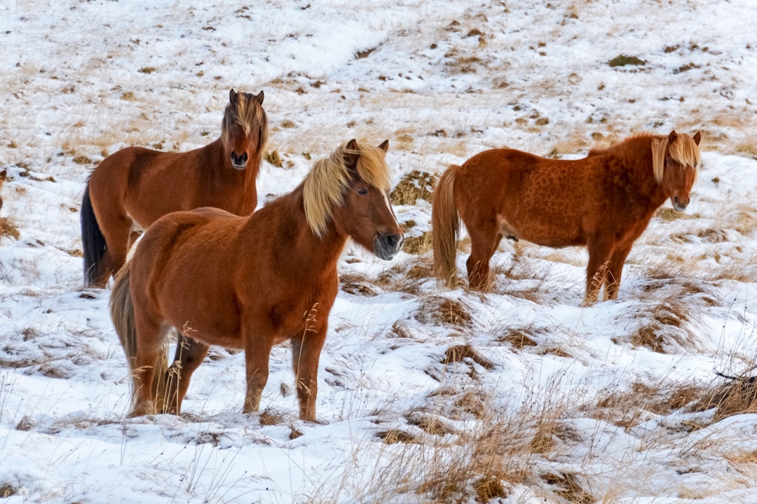 brown horse on white snow covered field during daytime