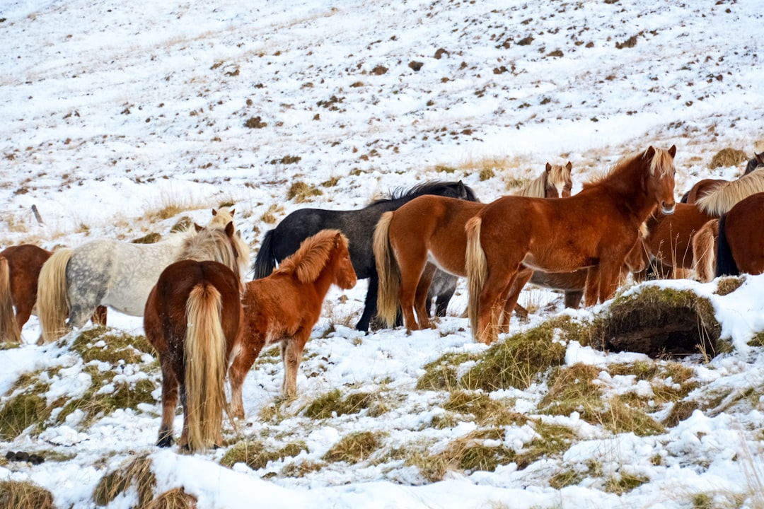 horses on snow covered ground during daytime