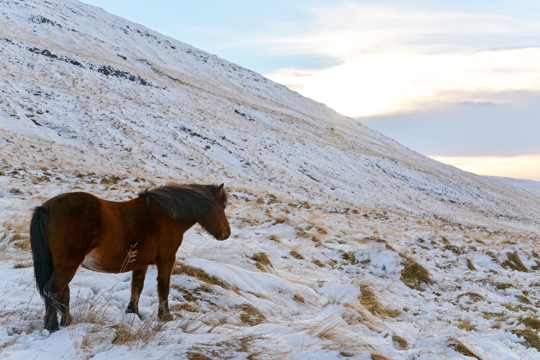 brown horse on snow covered ground during daytime