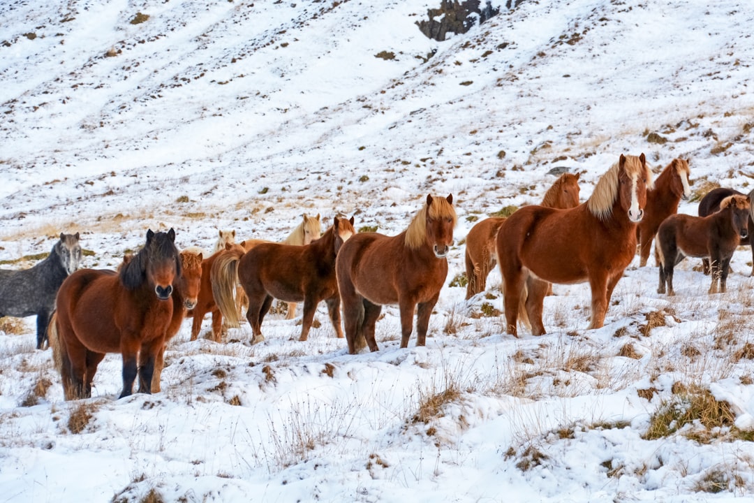 horses on snow covered field during daytime