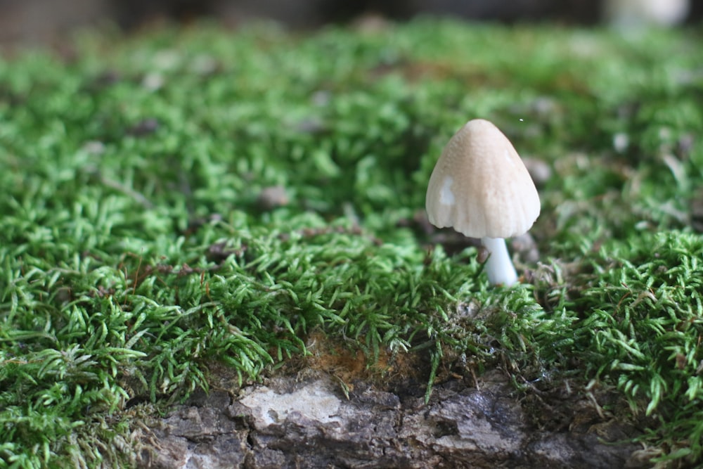 white mushroom on green grass