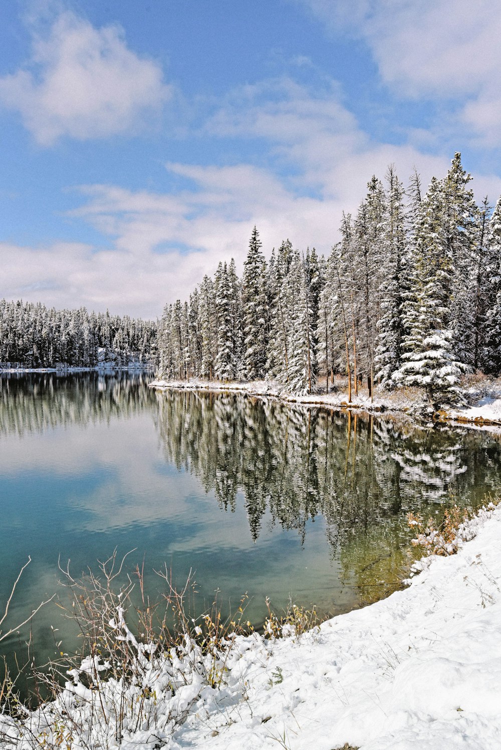 green trees beside body of water under blue sky during daytime