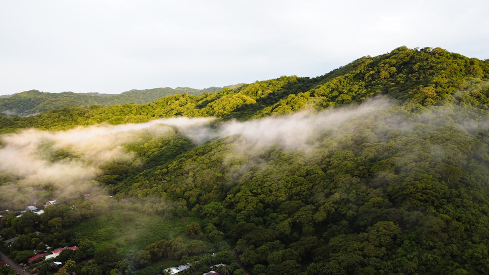 green trees on mountain during daytime