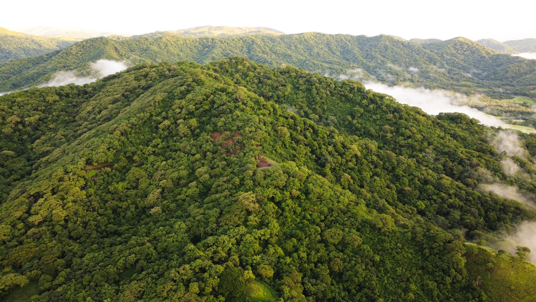 green trees on mountain during daytime